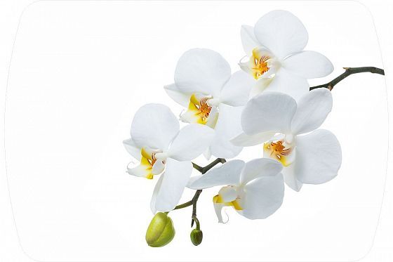 Стол обеденный "Танго" - Стол обеденный "Танго": столешница орхидеи
